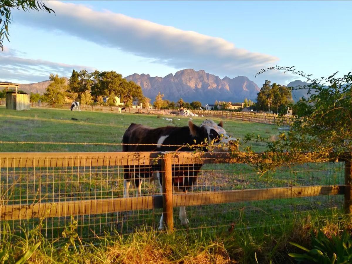 Olive And Vine Farm Cottage Franschhoek Εξωτερικό φωτογραφία