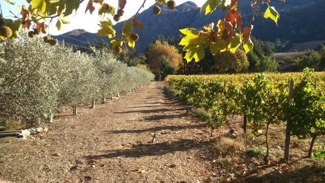 Olive And Vine Farm Cottage Franschhoek Εξωτερικό φωτογραφία